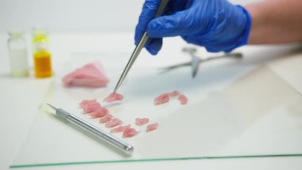 Medical Scientist Specialist Putting Cut Meat with Tweezers Food Research in Modern Laboratory alt