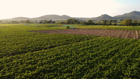 Aerial, wine vineyard grape farm field during golden hour. Hills in backgruond alt