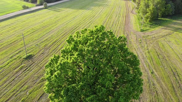 Aerial Shot, Flight Near Green Oak Tree in the Country Side Field on the Background, Zoom Out