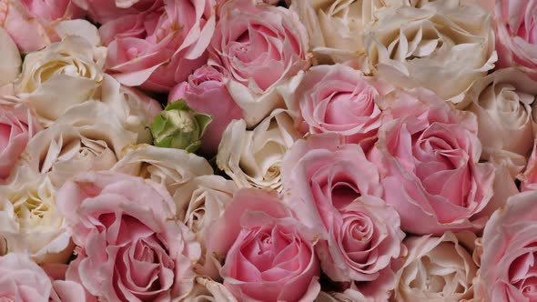 Thriving of Full Bloom Flowerscape Floral Visual of Live Flowers Roses Background alt