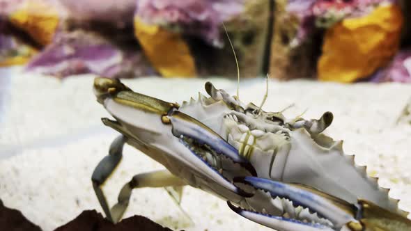 Spiny Lobster In Underwater 2 alt