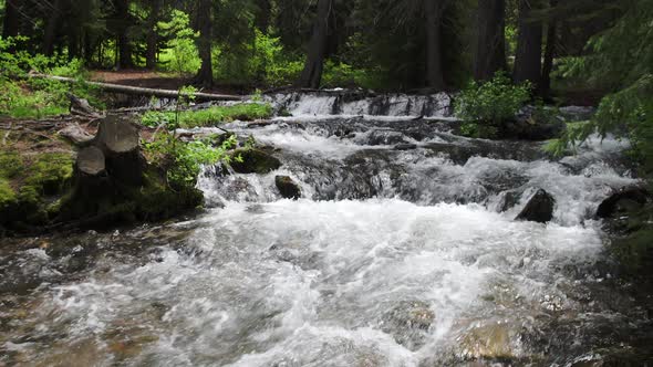 Panning view of river flowing in green forest alt