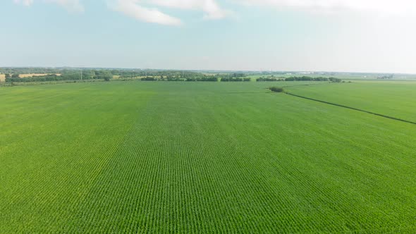 4K forward flying aerial drone over cornfield blue sunny sky with clouds alt
