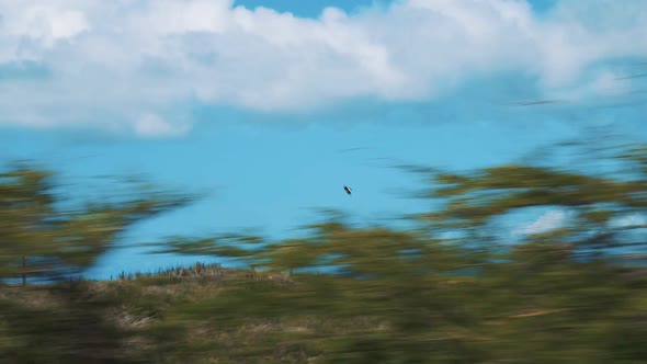 Curacao - Scenery Of Landscape, Plants Near The Ocean With A Bird Flying On A Bright Weather Filmed alt