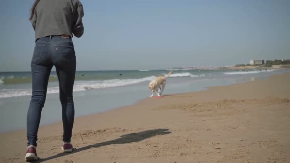 Slow Motion Shot of Dog Catching Flying Disk on Sandy Beach alt