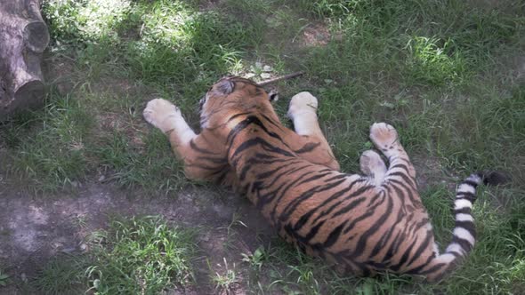 Top down handheld shot of tiger eating in enclosure alt