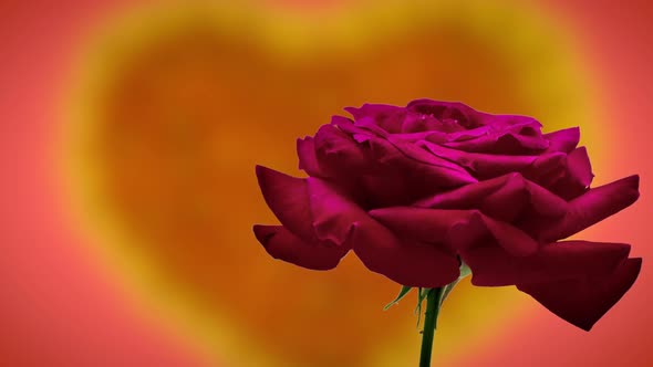 Rose Flower Blossom alt