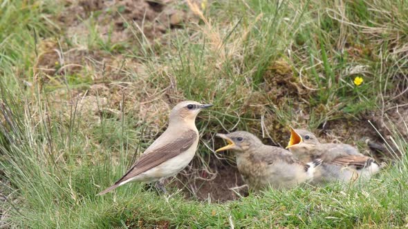 Wheatear feeding caterpillar to chicks at nest hole and res faecal sac alt