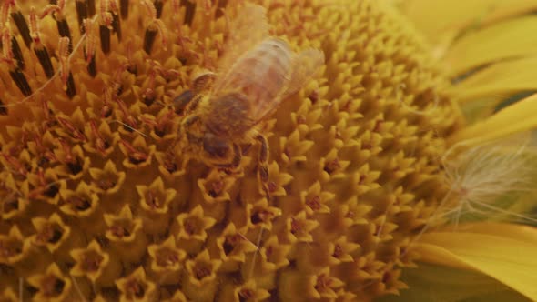 Bee Sitting on a Sunflower in Sunflower Field on Sunset