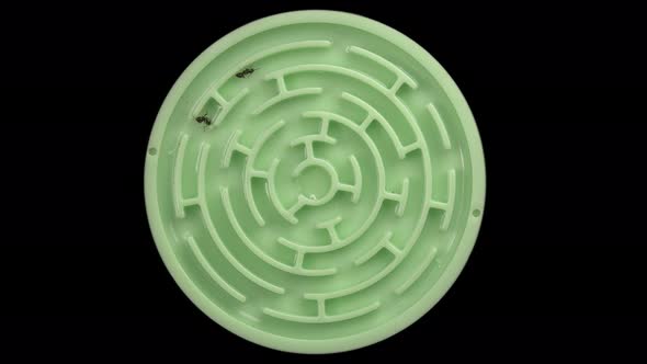 Lasius Niger Ant Runs Through the Maze alt