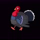 Turkey bird walks alpha matte 4K