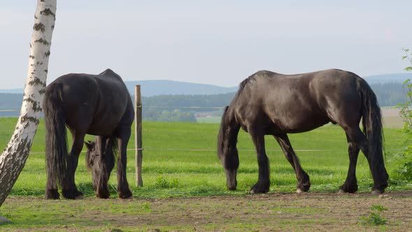 Friesian horse in the pasture. Beautiful friesian horses with long mane alt