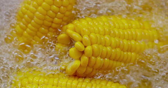 Corn Cobs in Boiling Hot Water alt