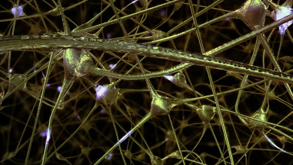 Network of Neurons and Synapses
