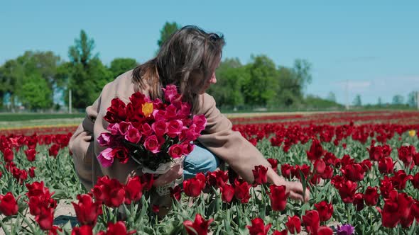 Woman picks a bouquet of tulips in a field