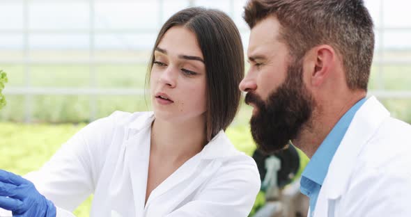 Woman and Man in Laboratory Robes Examine Carefully Plants in the Greenhouse alt