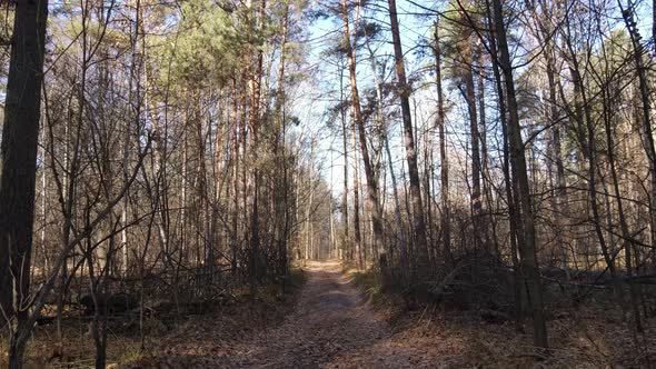 Forest with Trees in an Autumn Day alt