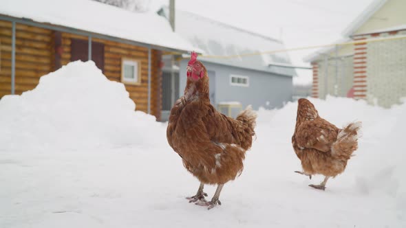 Chickens in the Own Garden Winter Time with Snow alt