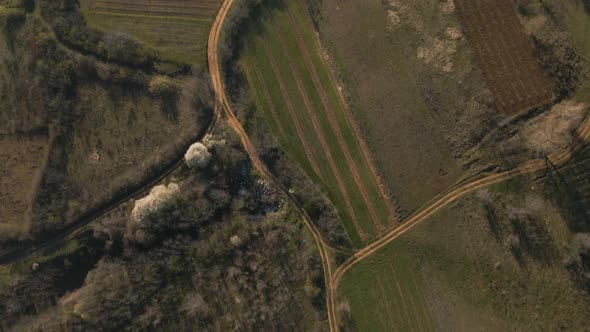 Aerial View of the Countryside with Fields of Crops and Pine Forests in Spring alt