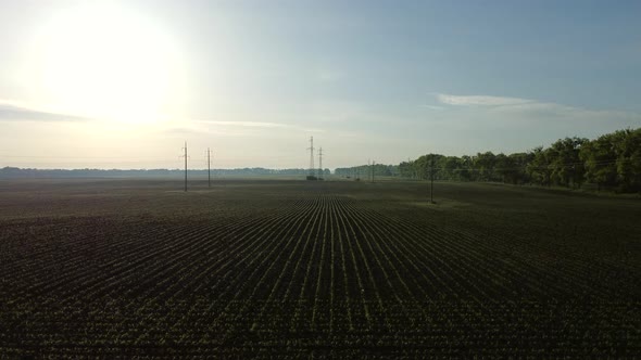 Aerial Drone View Flight Over Huge Plowed Field with Young Corn Sprouts alt