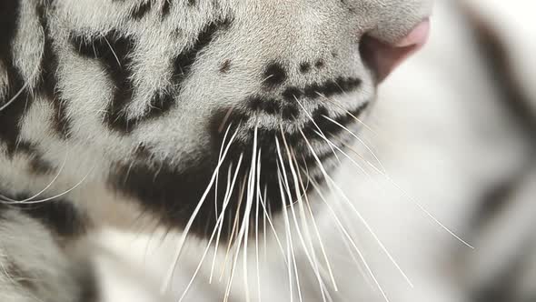 white bengal tiger head shot