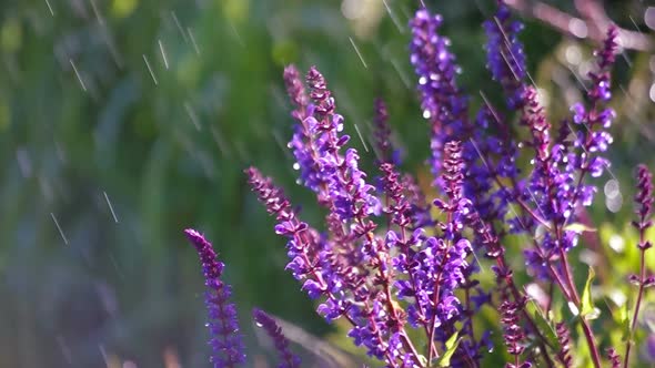 Lavender Flower in Summer Rain