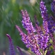 Lavender Flower in Summer Rain - VideoHive Item for Sale