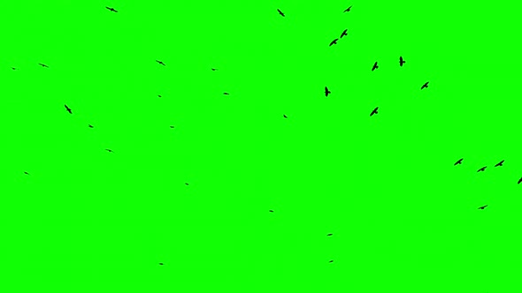 Flock Of Birds On Green Screen alt