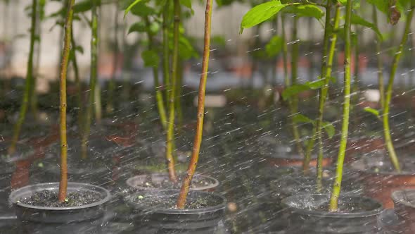 Gardening activity from potting plants, tending to young trees and general plant care. Slow motion alt
