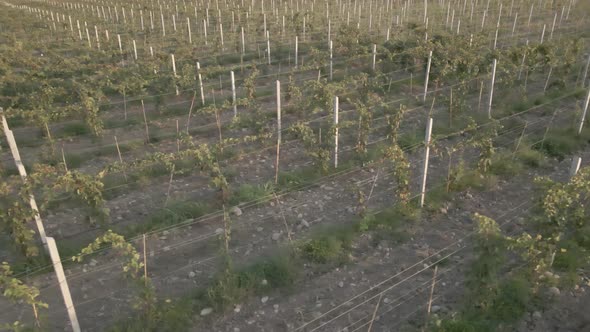 Aerial flight over beautiful vineyard landscape in Kakheti, Georgia alt
