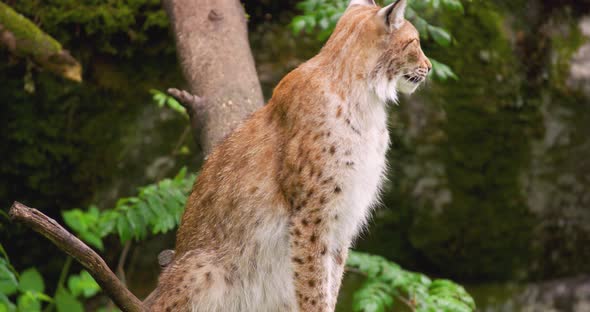 Lynx Looking Away and Yawning in Forest