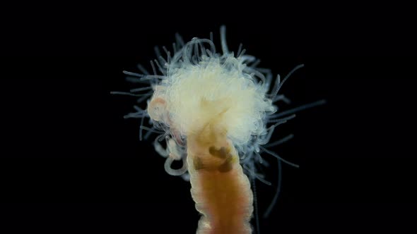 Worm Polychaeta of family Terebellidae under the microscope, phylum Annelida alt