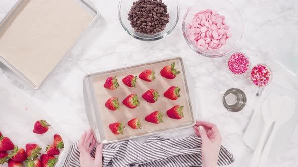 Flat lay. Step by step. Arranging organic strawberries on a baking sheet to make chocolate dipped st alt