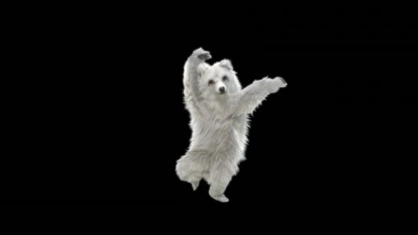130 White Bear Dancing HD alt
