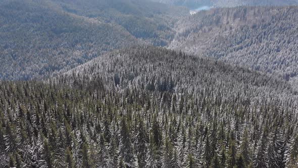 Flying Over Landscape Snowy Spruce Forest on Top of Snowy Carpathians Mountains alt