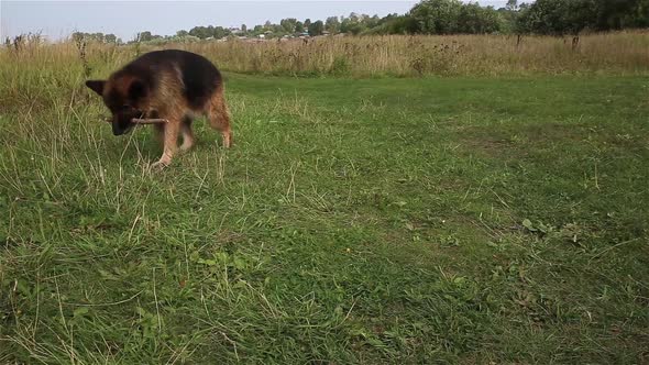 German shepherd dog alt