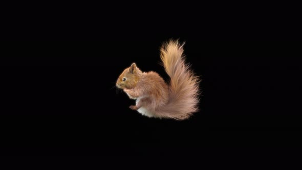 Squirrel Dancing 4K alt