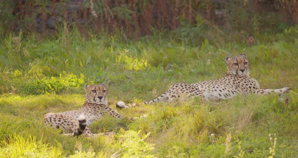 Two Large Adult Cheetahs Rest and Relaxing in the Grass alt