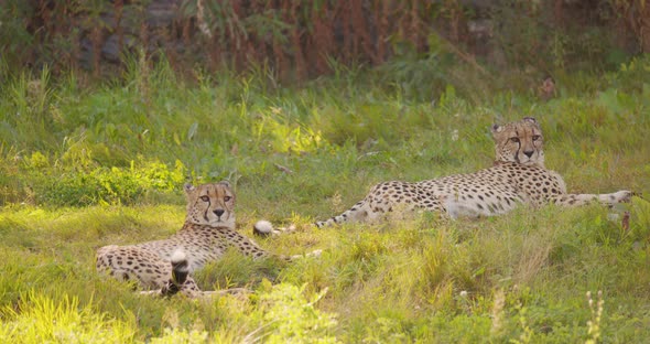 Two Large Adult Cheetahs Rest and Relaxing in the Grass