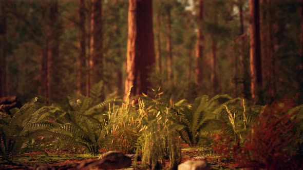Tall Forest of Sequoias in Yosemite National Park alt