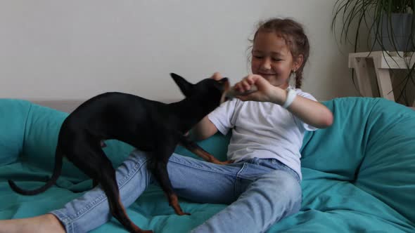 Little Child Girl is Playing with Her Black Toy Terrier Dog on the Sofa