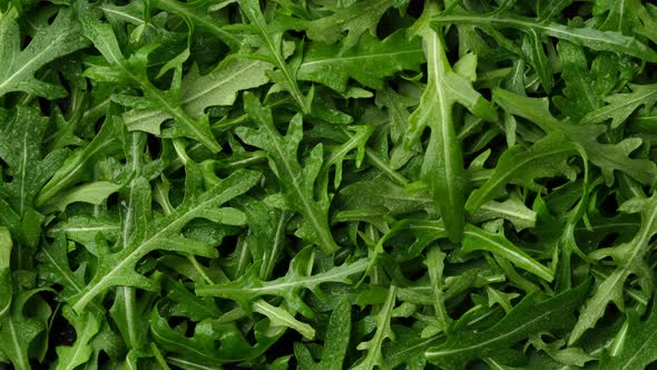 fresh arugula top view rotation. arugula salad heathy food alt