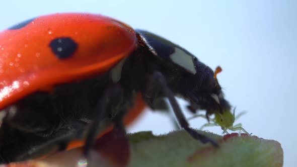Macro Ladybird Eating Plant Louse in Slow Motion