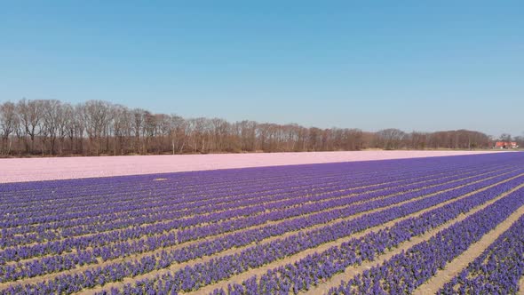 Fly Over Dutch Flower Fields With Growing Hyacinthus Orientalis In The Netherlands. Aerial Drone Sho alt