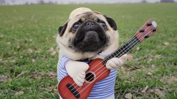 Portrait of Funny Pug Dog Playing on Guitar in Green Field Dressed in Straw Hat Like Farmer