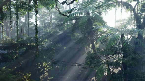 Misty Jungle Rainforest in Fog alt
