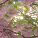 Drifting through Cherry Blossoms in a Light Breeze with Sparkling Lens Flares - VideoHive Item for Sale