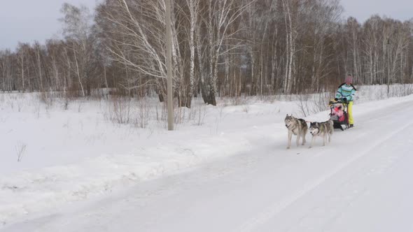 Winter walk with dogs Husky