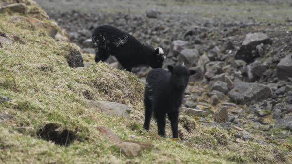 Black Lamb Looking At Camera alt