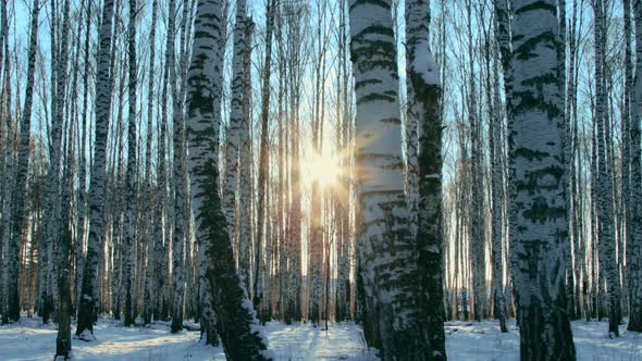 Birch grove on sunny day